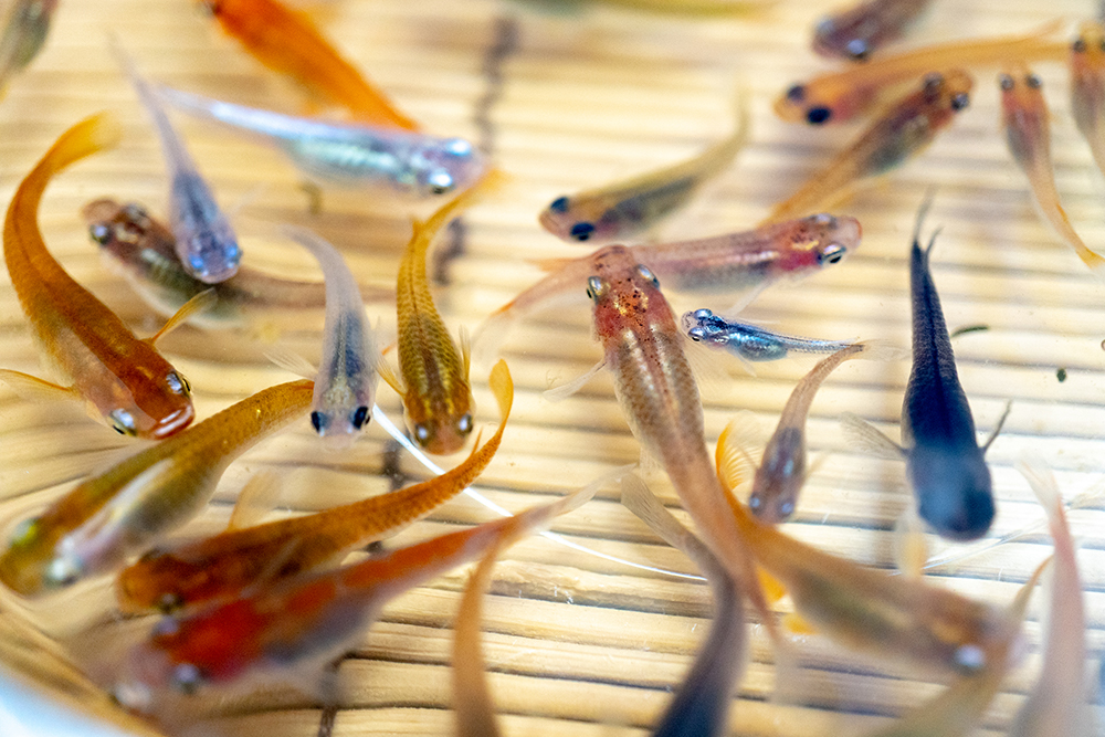 夏休みメダカすくいを出店させていただけるイベントの募集 ウチミル 三重県の見学できるおウチ 完成見学会 モデルハウス を紹介します